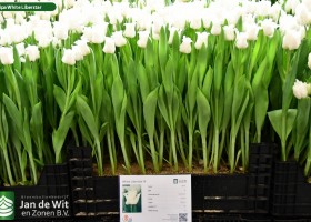 Tulipa White Liberstar ® (1)